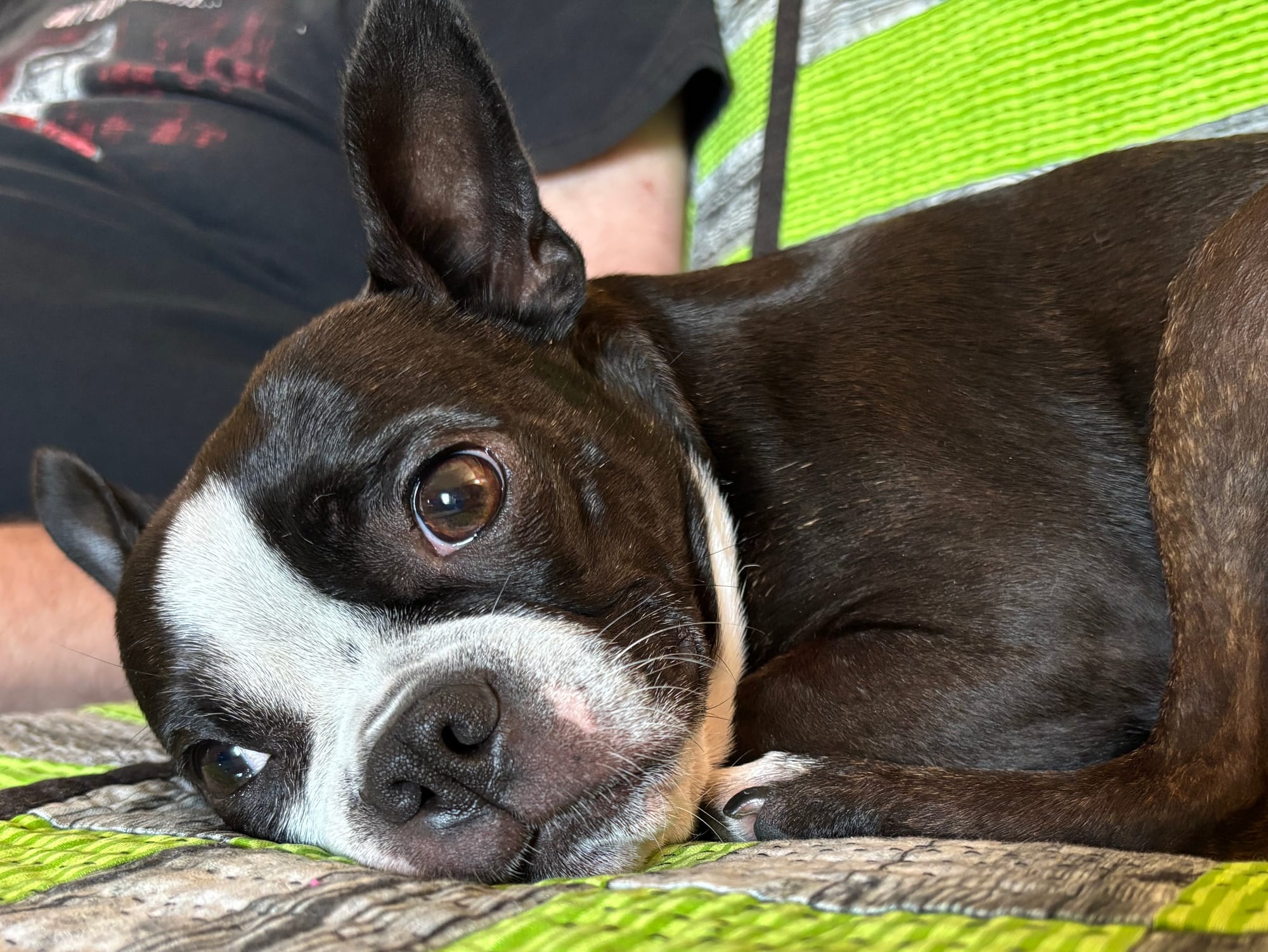 a Boston Terrier lays on her side, back leg curled up to her chin, and stares into the distance