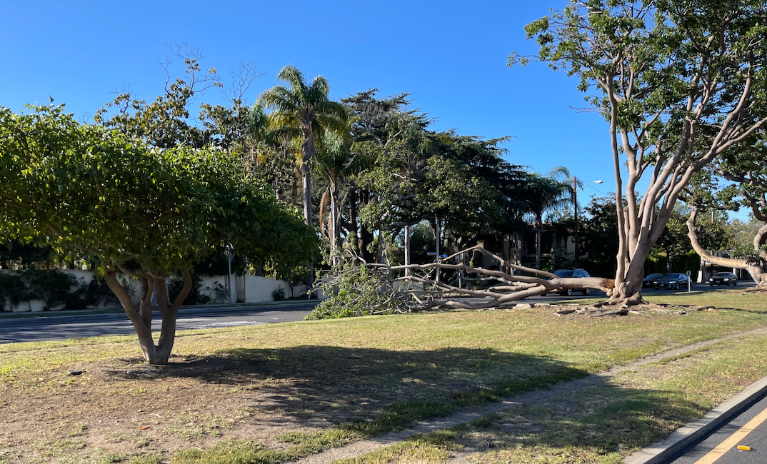 Downed tree on San Vicente Blvd