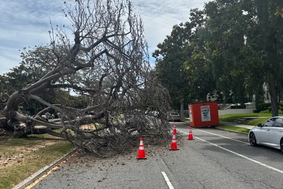 Tree fallen over in street