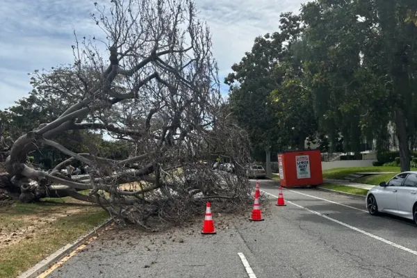 Tree fallen over in street