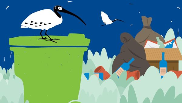 Waste levy impact: What it means for Coast households