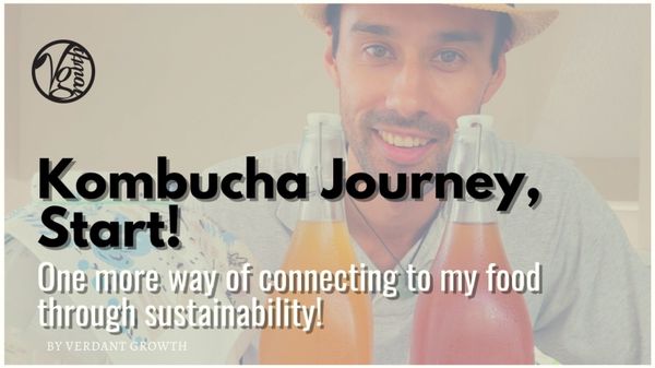 Kombucha Journey, Start!