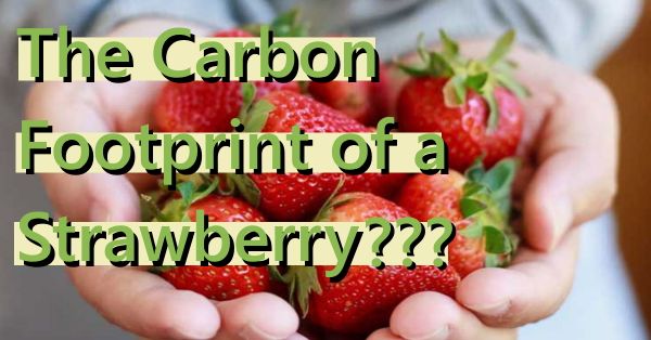 The Carbon Footprint of a Strawberry