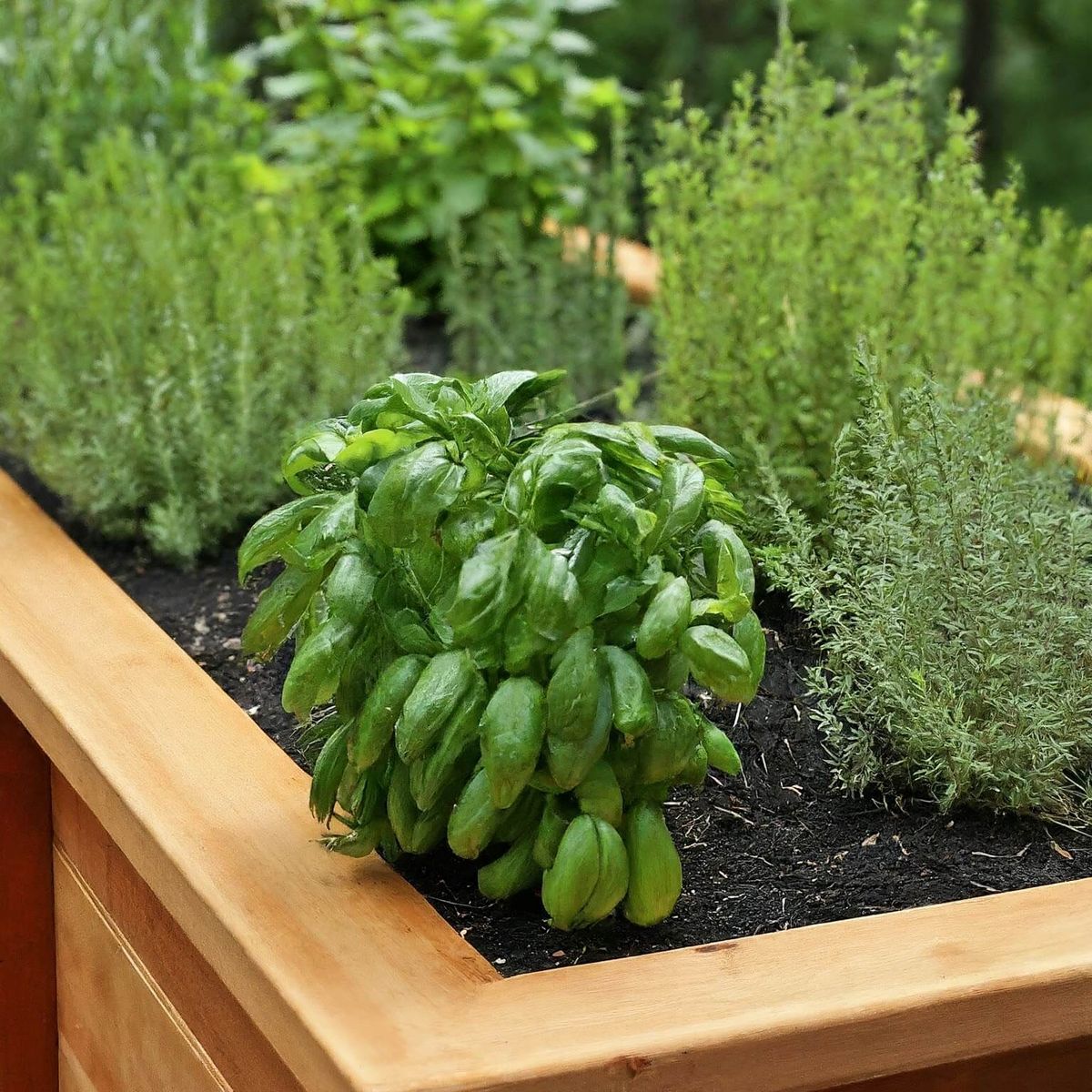 Why You Need to Start an Herb Garden Today