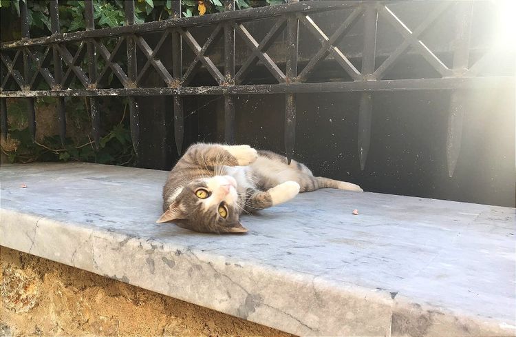 Community (Cat)harsis 🐾