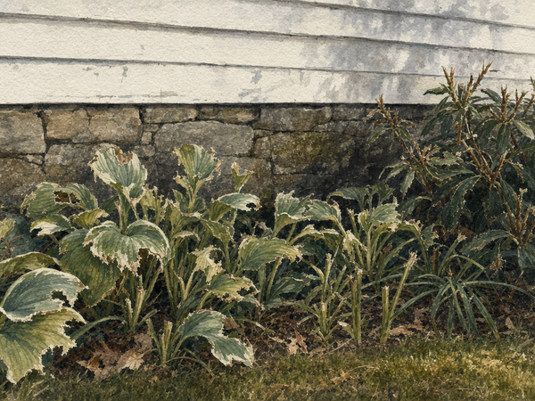 Watercolor painting of hostas along a farmhouse foundation, browsed by deer