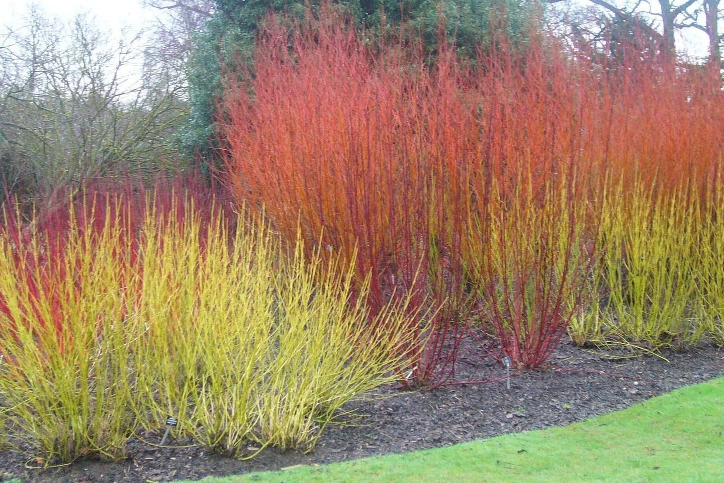 A group of red and yellow bushes

AI-generated content may be incorrect.