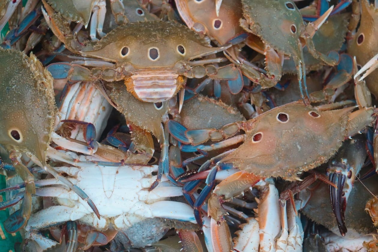 Blue crabs at a seafood market