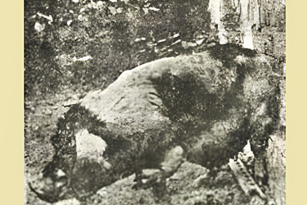 Thiện ác hữu báo: Bằng chứng "luân hồi người – súc vật" gây chấn động xã hội cách đây một thế kỷ