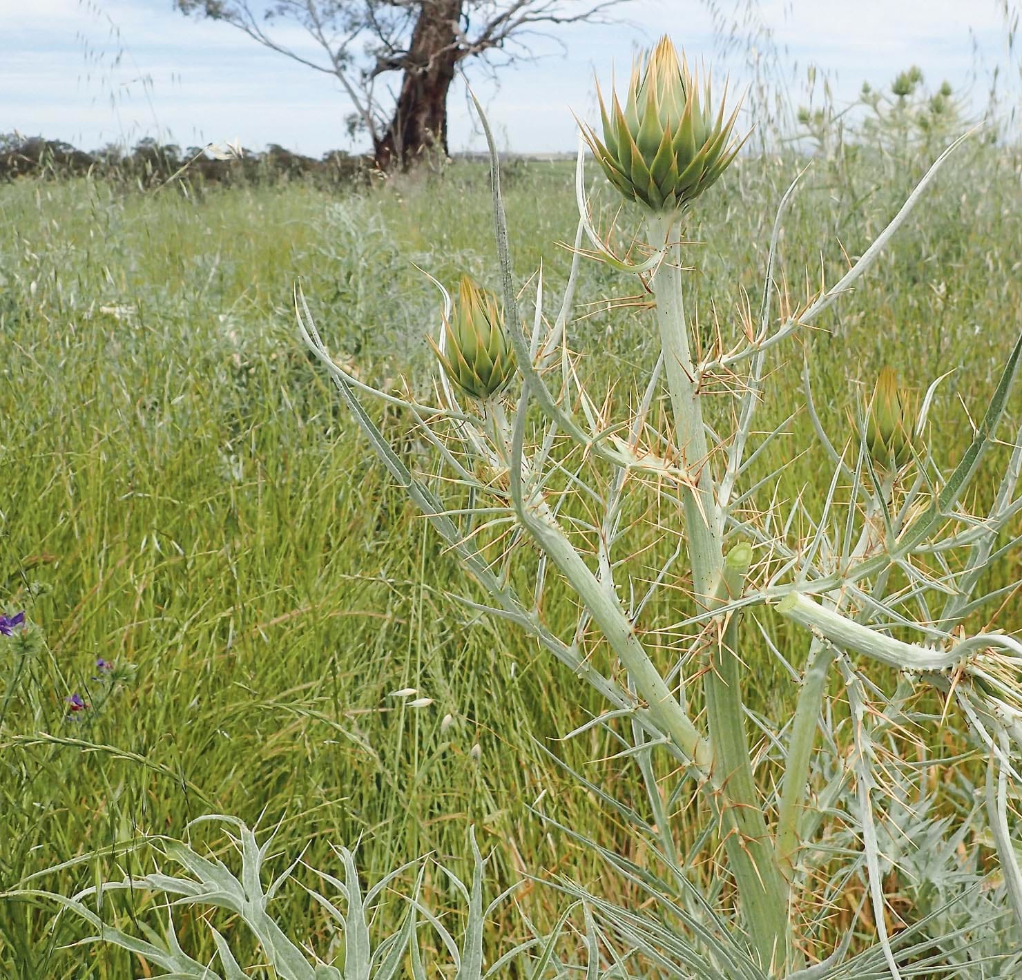 Stop the spread of invasive weed