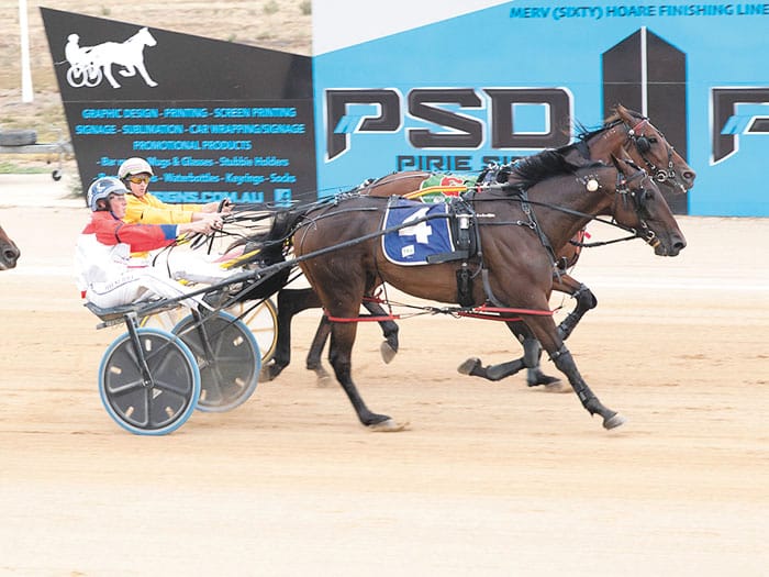 YP harness racing news