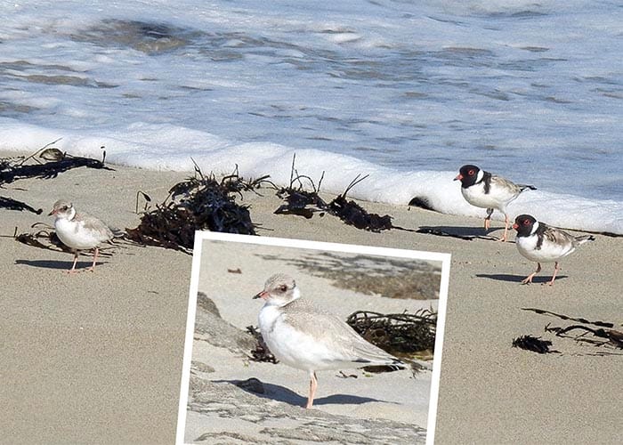 First hooded plover fledged