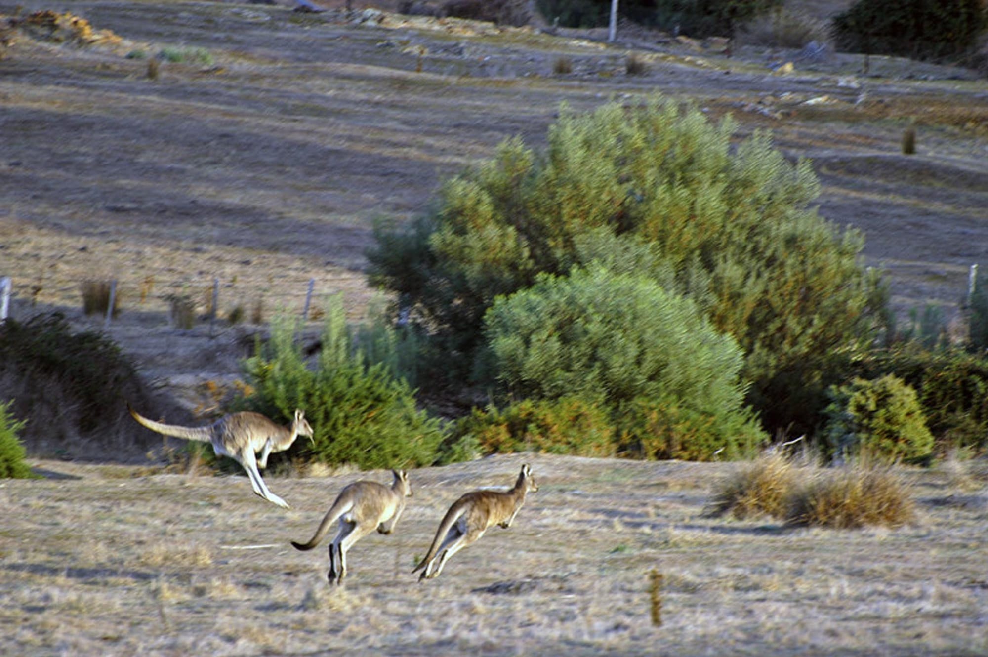 Annual kangaroo survey underway