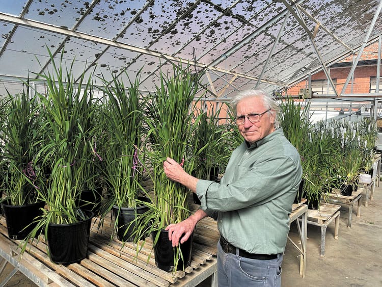 Dry seeding trial gives insight into soil moisture impact