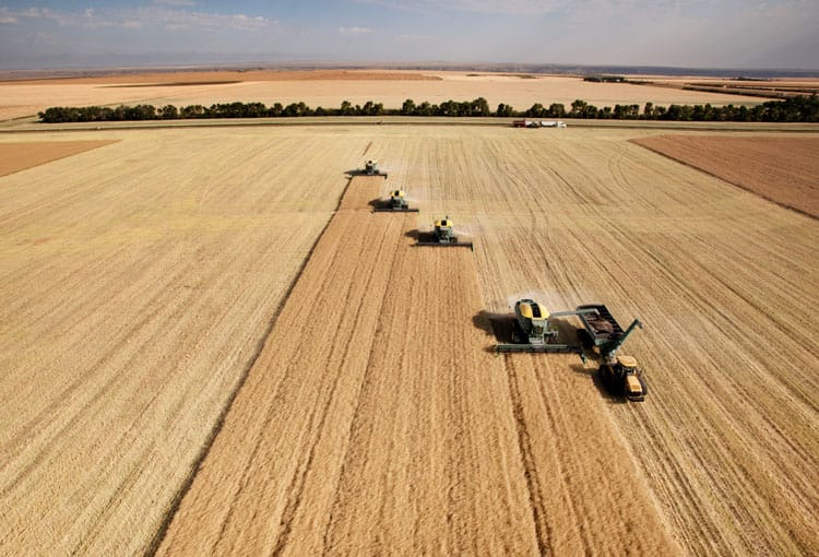 Average yields expected after harvest early start