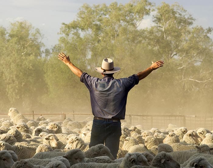 SA sheep producers are optimistic as confidence rebounds