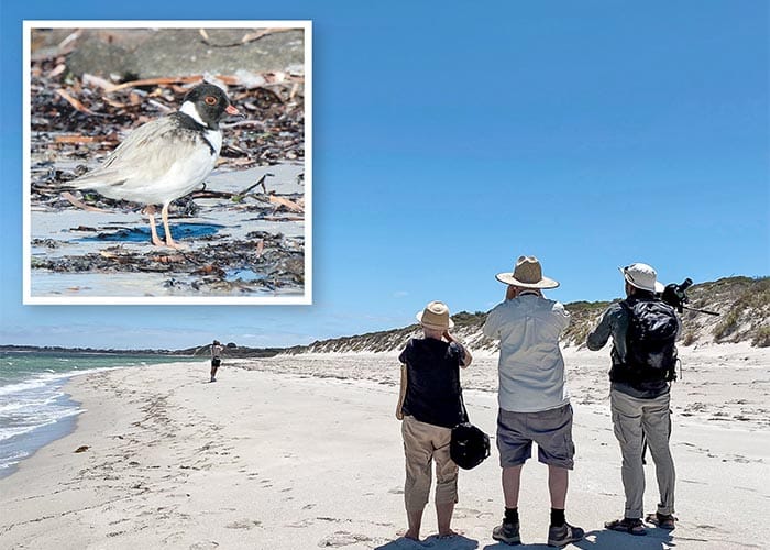 Plovers slow and steady increase