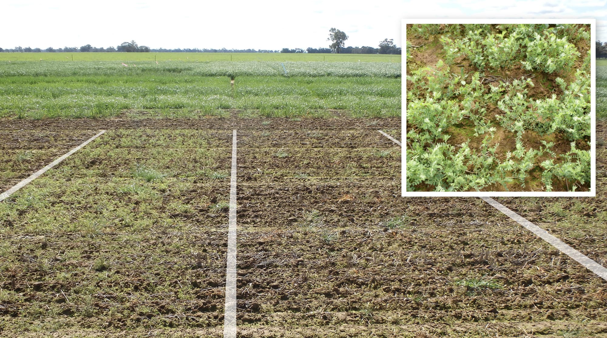 New tank mix partner’s a broadleaf weed Priority