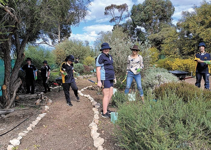 Australian plants bloom