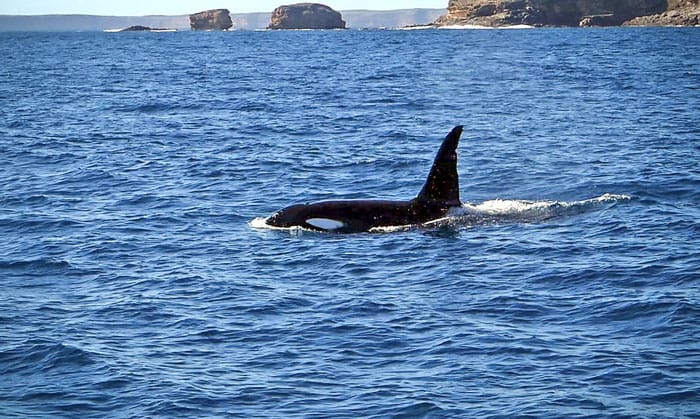 A killer encounter off Innes