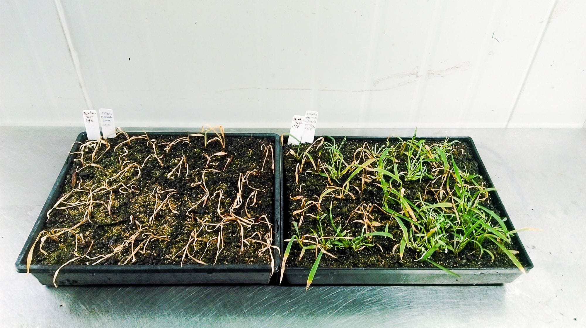 Addressing tank mixing issues when spraying resistant weeds