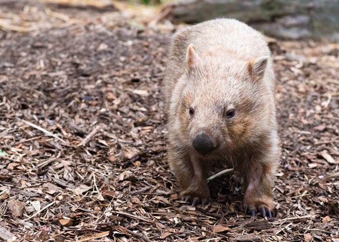 Wombats protected through a new bill