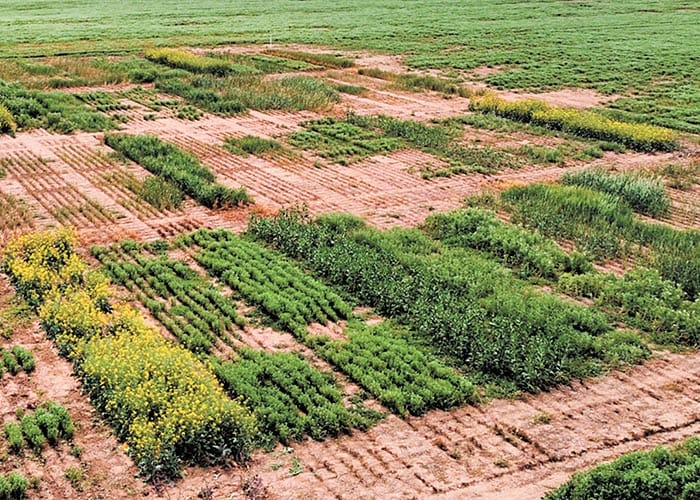 Sand and straw show promise for saline soils on Upper YP