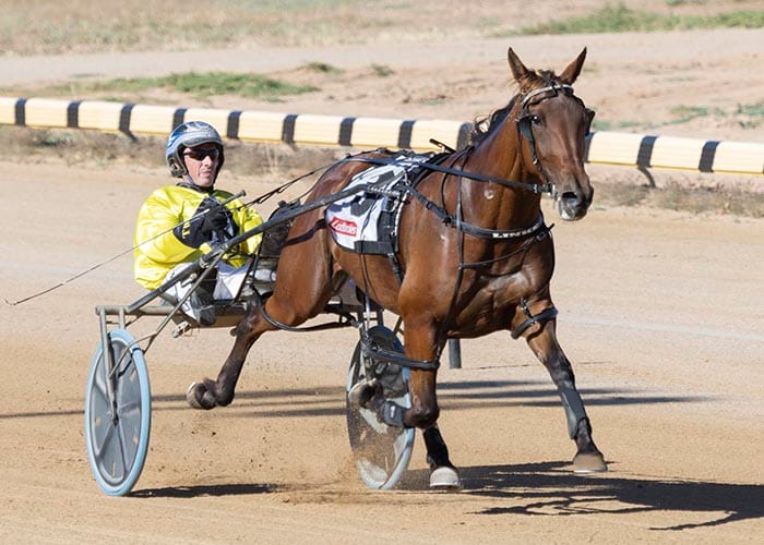 YP harness racing news
