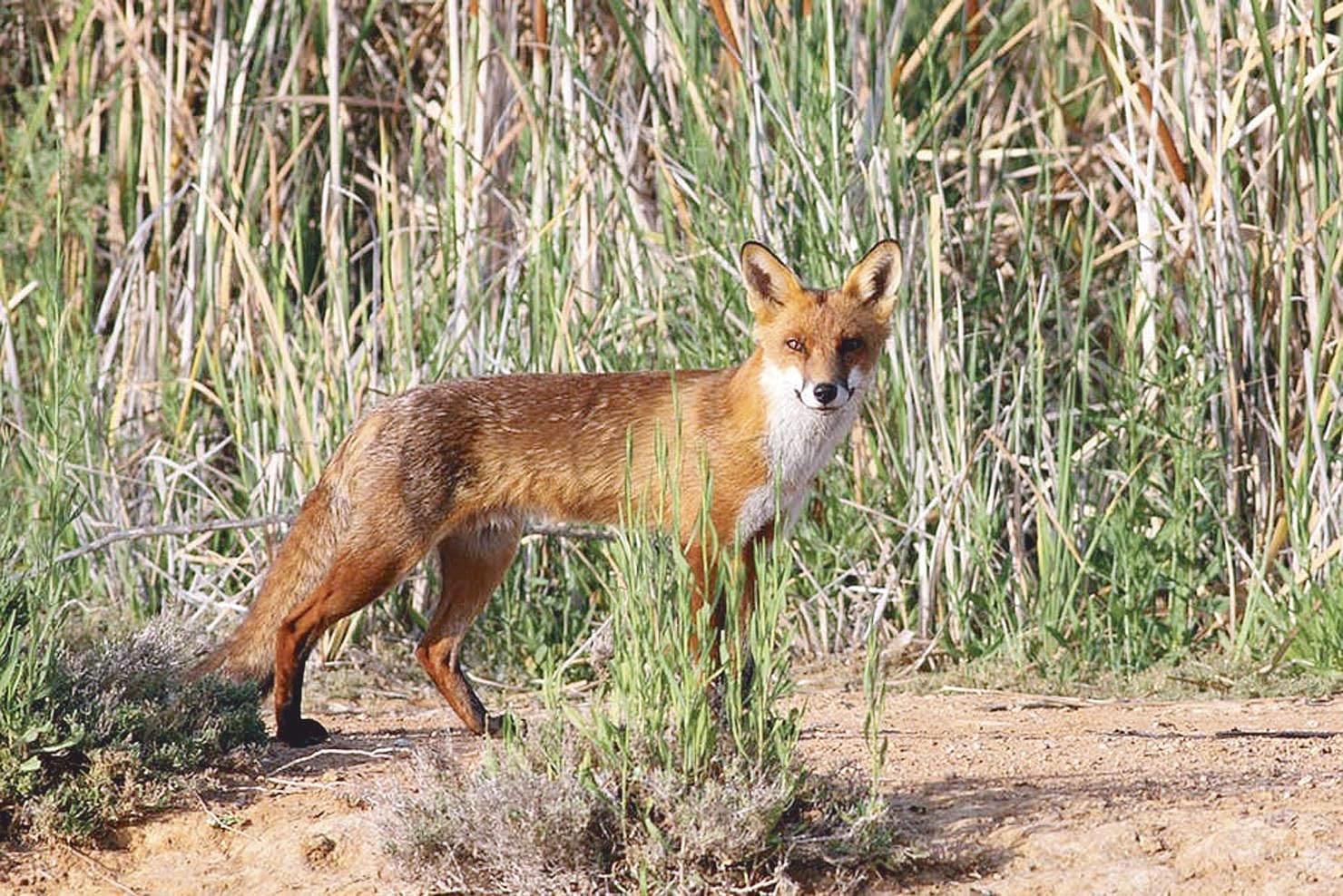 Help outfox predators