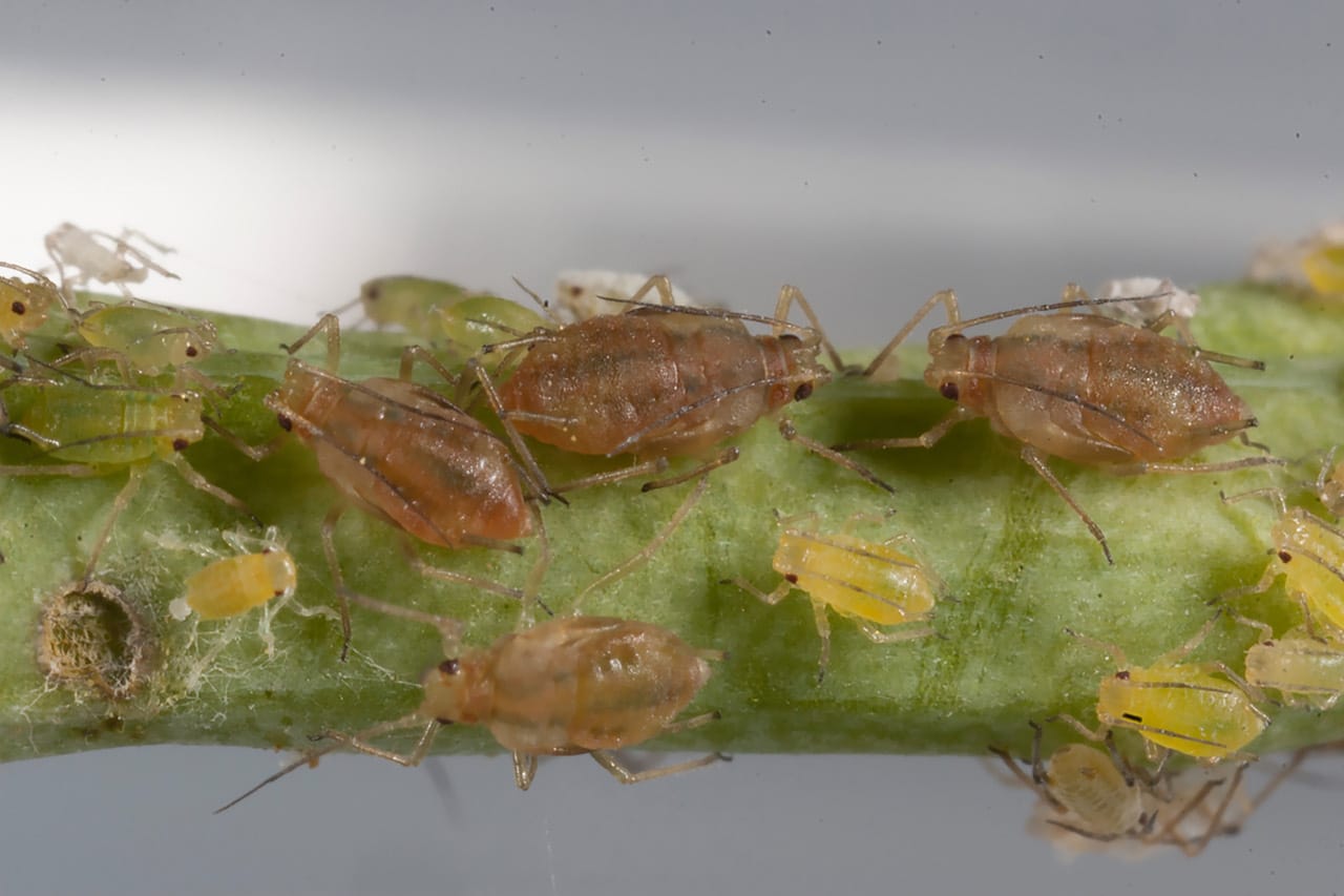 You don’t want aphids — but ag researchers do