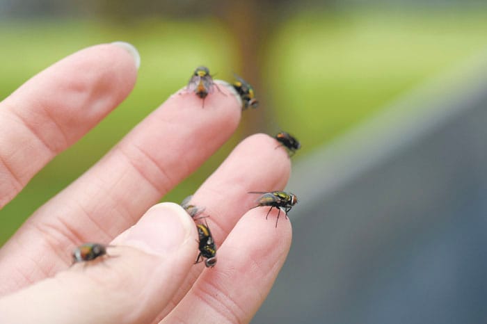 Striking at the heart of blowflies
