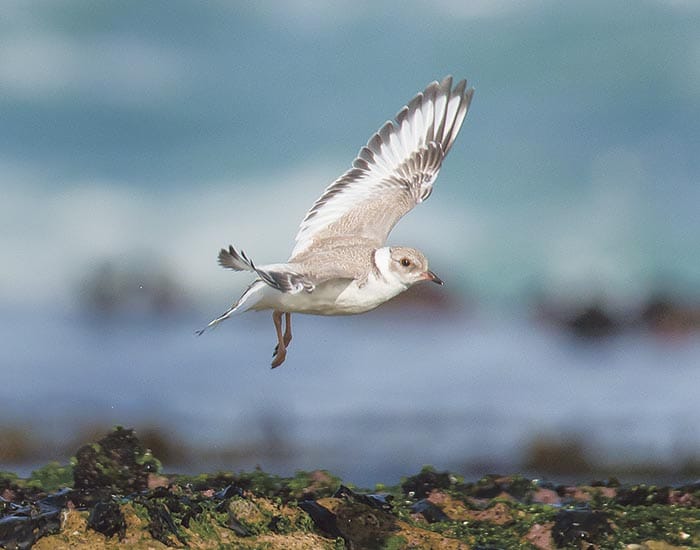 Record number of plovers take to the skies