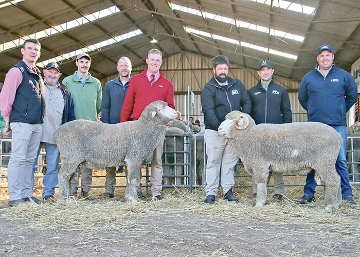Ram sale season kicks off at North Cowie