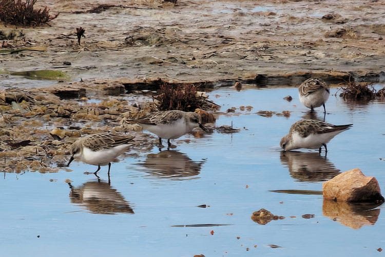 Shorebird identification at Port Clinton beach