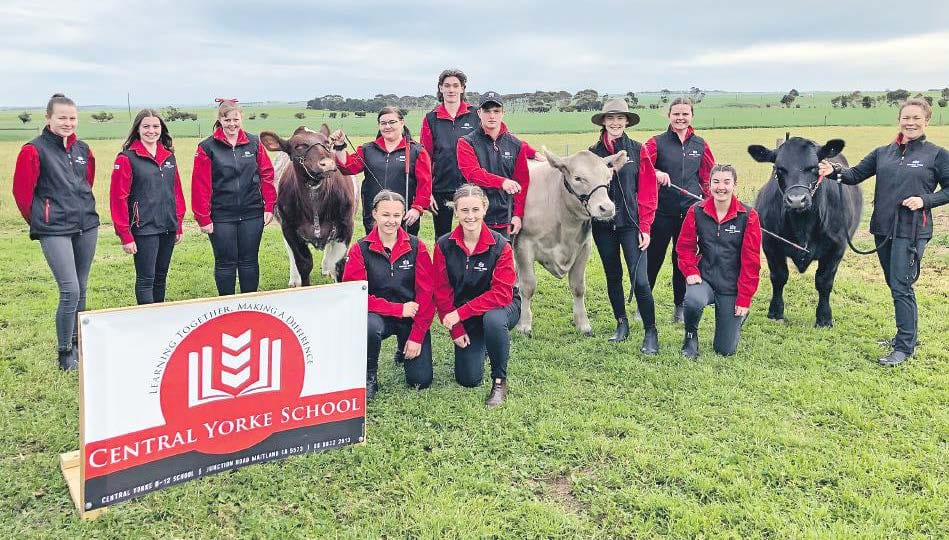 Central Yorke readies for livestock comps