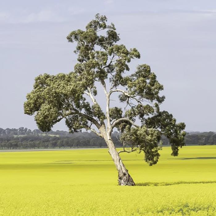 YP native veg improves crop yields