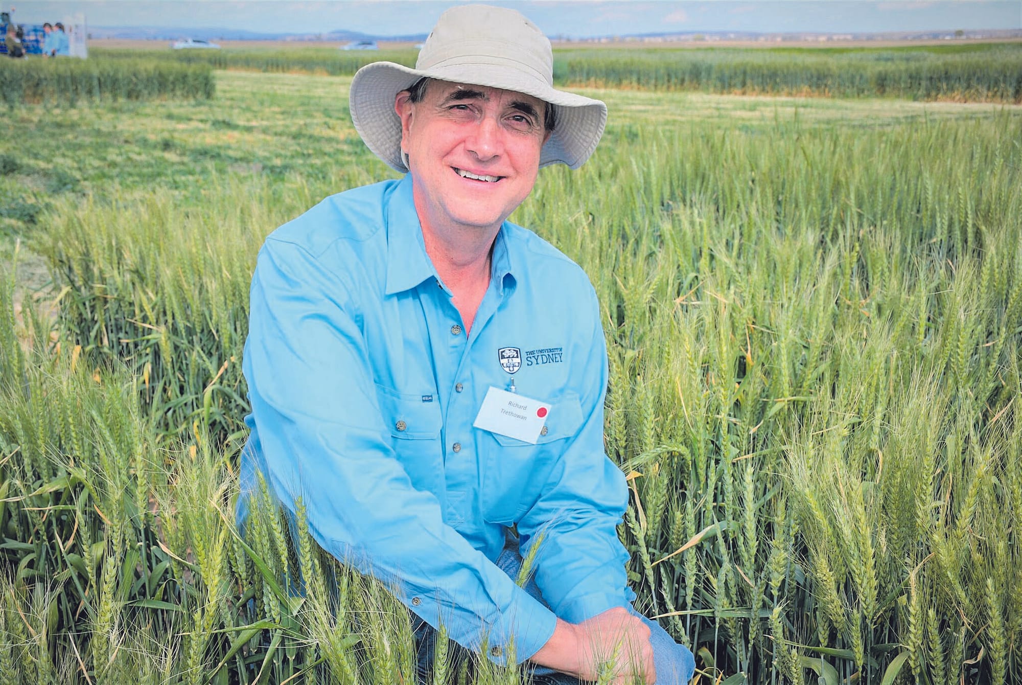 Helping wheat withstand heat
