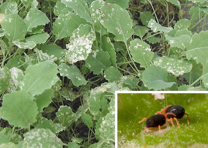 Growers urged to test redlegged earth mite