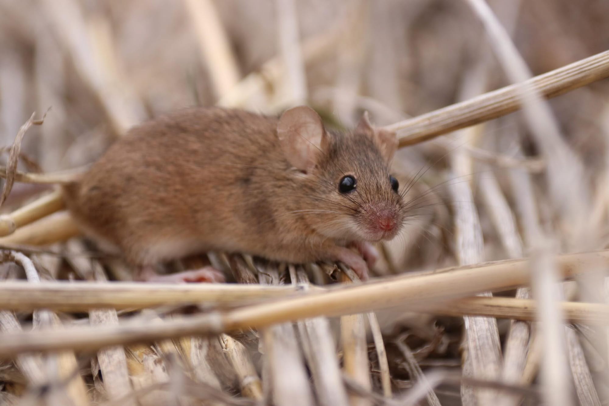 Funding to help farms in mouse plague recovery