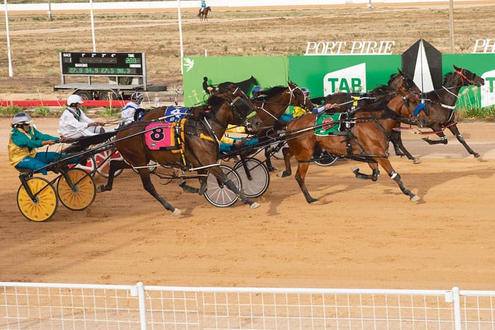 YP Harness Racing Club news