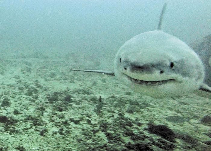 SA steps up shark safety