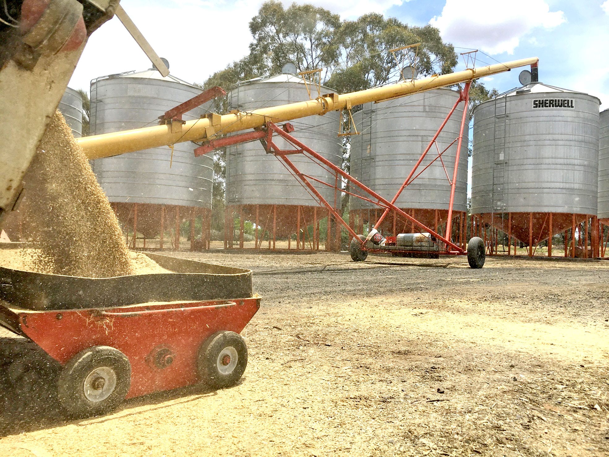 Managing high moisture grain