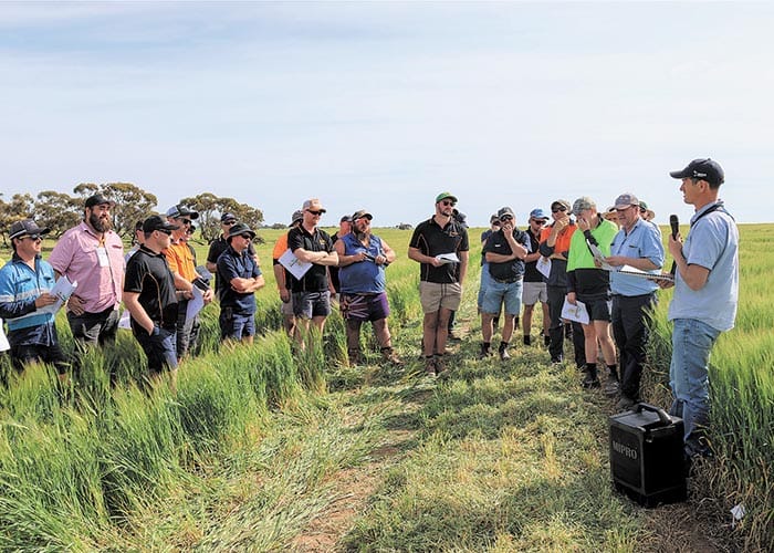 Crop walk covers soil nutrients, salinity