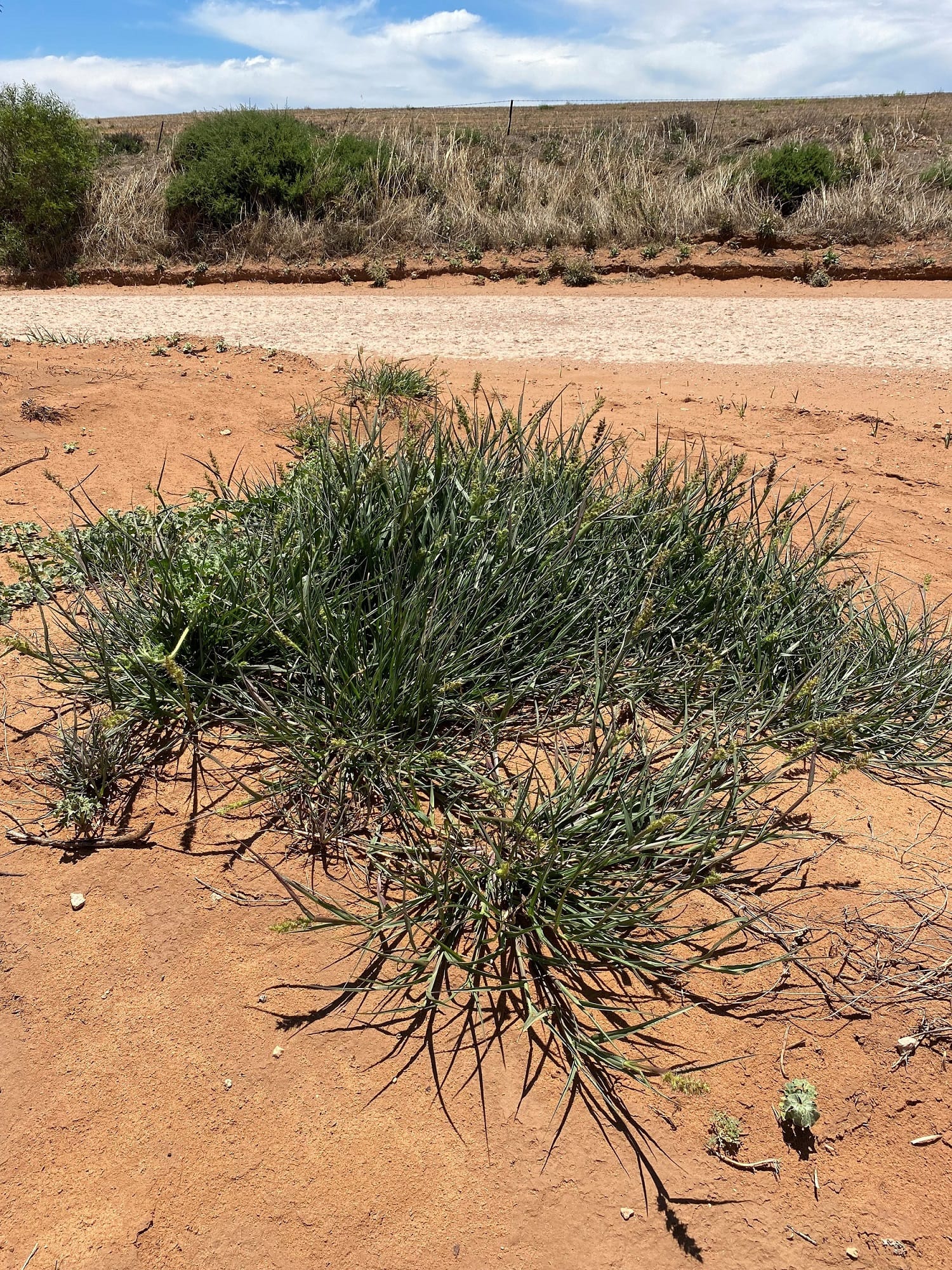 Optimal time to spray summer grasses