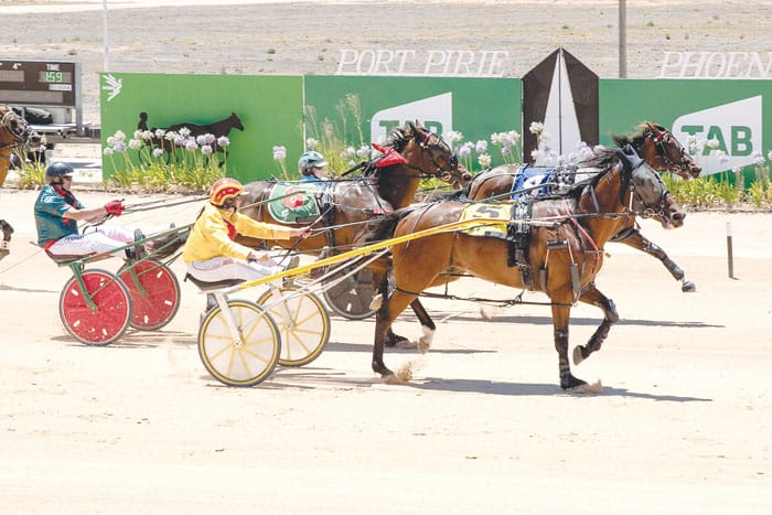 YP harness racing