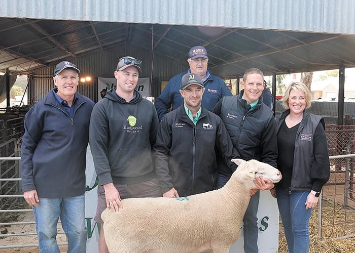 Jandebrey White Suffolk Stud, Sandilands