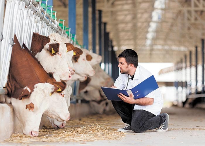 New diagnostic tool keeping cattle healthy