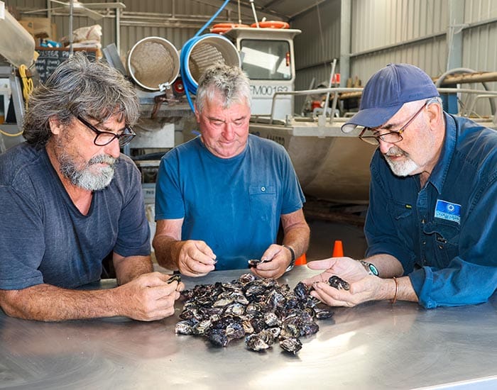 ‘Our worst fears’: oyster farms remain closed