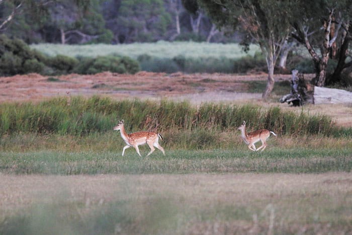 Feral deer and goat management funded