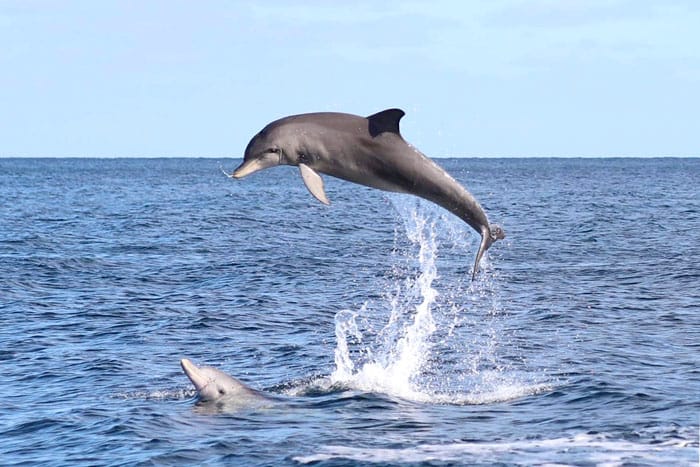Plea to leave dolphin alone